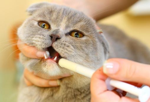 Ce que vous devez savoir sur la façon de donner une pilule à un chat
