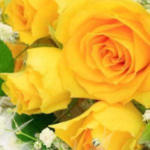 Romance ou trahison: pourquoi une rose rêve-t-elle?